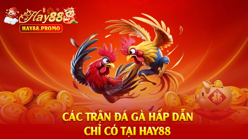 Các Trận Đá Gà Hấp Dẫn